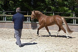 I H Capital Qualifying Pace Showcases Thrilling Harness Racing
