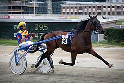 Harness Racing: Tradition, Strategy, and Thrills That Captivate Fans Worldwide