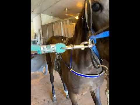 Trainer Michael Young Unveils Heavenly Gipsy’s Racing Debut