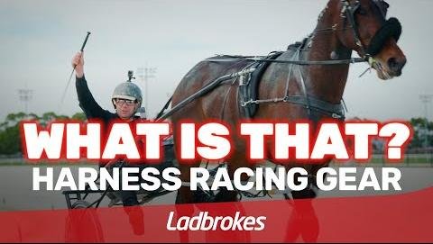 Unveiling the Thrills of Harness Racing in Queensland