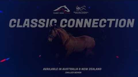 Classic Connection Joins Stallion Roster for Australian Breeders in 2025