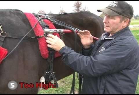 Gore Harness Racing: Expert Tips and Standout Runners Revealed