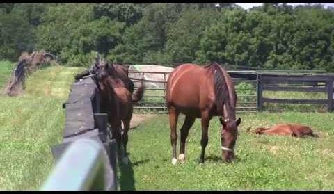Tragic Death of Lil Kell Shakes Illinois State Fair